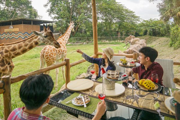 Royal Safari Garden, Hotel Satu-satunya di Jawa Barat yang Bisa Makan dengan Jerapah