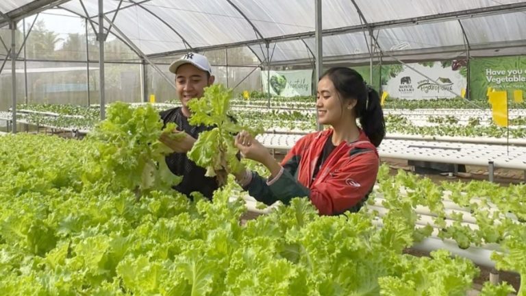 Liburan di Royal Safari Garden Bisa Metik Sayuran Hydroponic