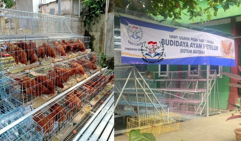 Tangani Stunting, PKBM Bakti Nusa dan J1 Budidaya Ayam Petelur